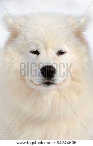 Samoyed Portrait