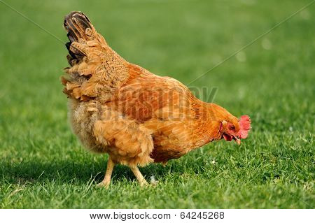 Brown Chicken In Grass