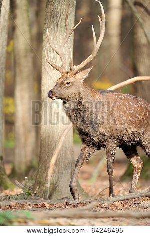 Deer