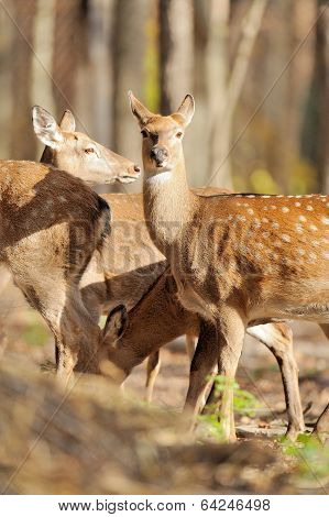 Deer