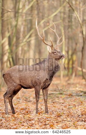 Deer