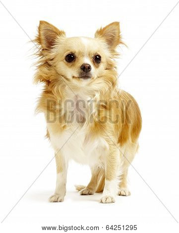 Chihuahua Standing On White Background