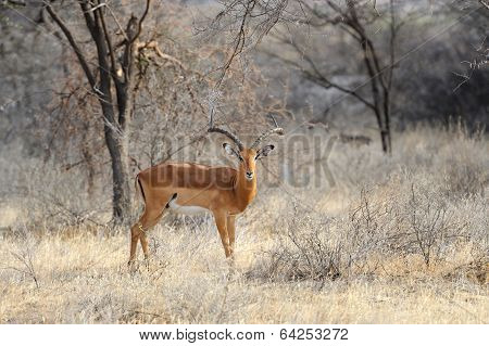 Impala