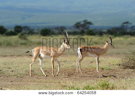 Impala