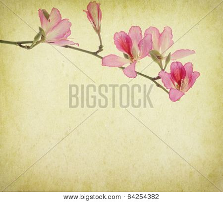 bauhinia flower on Grunge Abstract Background