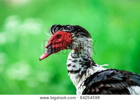 Beautiful Muscovy Duck