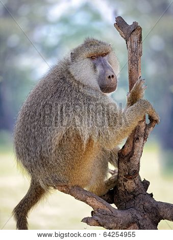 Olive Baboon