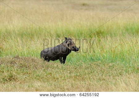 Warthog