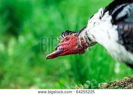 Beautiful Muscovy Duck