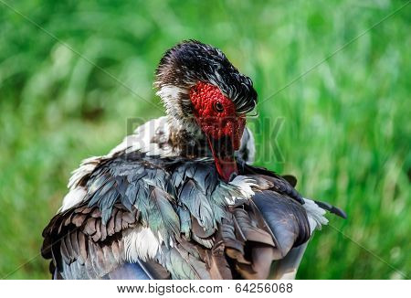 Beautiful Muscovy Duck