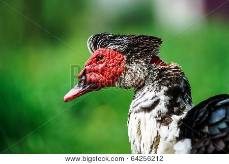 Beautiful Muscovy Duck