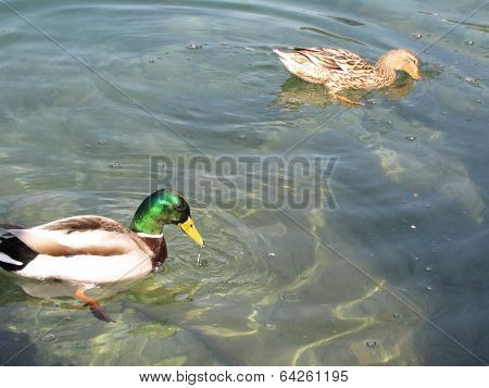 Duck Drink Water On The Lake