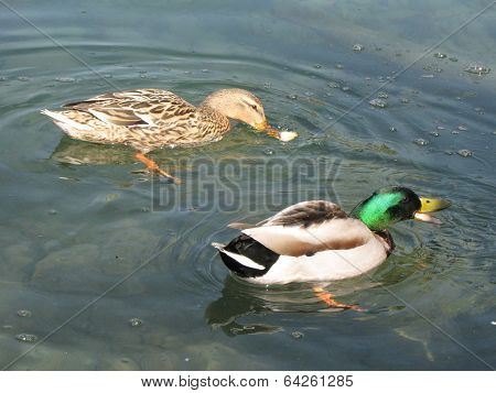 Duck Playing In The Water On The Lake