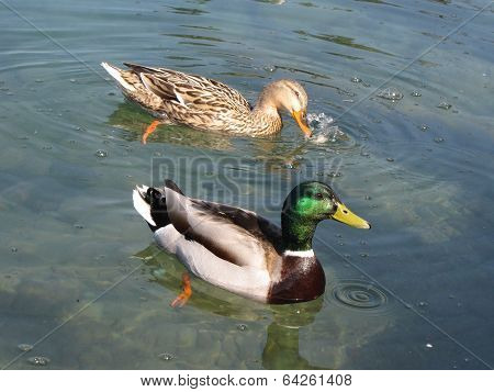 Duck Enjoy In The Water On The Lake