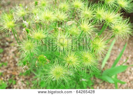 Bush in the garden