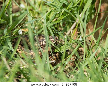 Adder Hiding