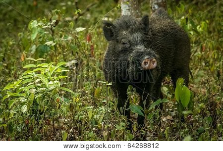 Wild boar