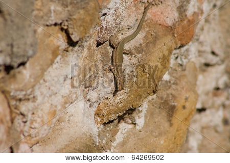 Darro River Lizard