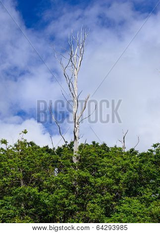 Dead Tree On Sky Background