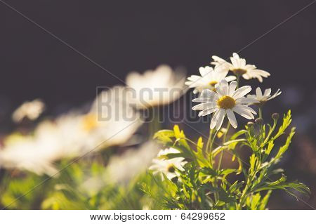 Daisy