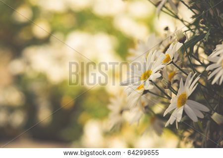 Daisy