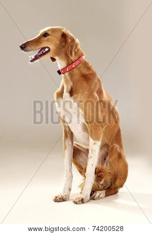 Spanish Greyhound Dog