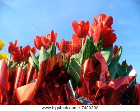 Tulipán magas