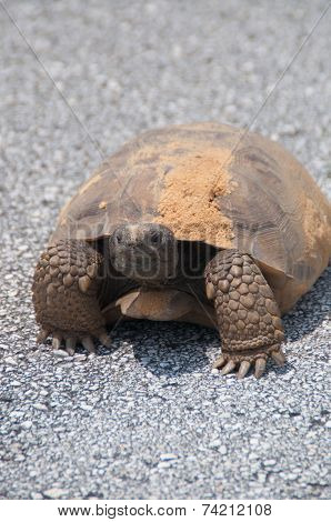 Sandy Turtle