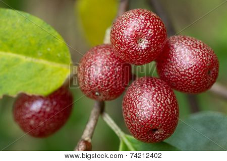 Ripe Autumn Olive Berries (elaeagnus Umbellata) Growing On A Branch