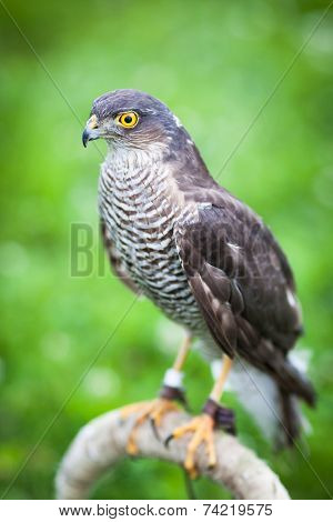 Eurasian sparrowhawk
