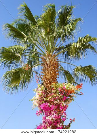 Nature-scenery with palmtrees and flowers on blue sky