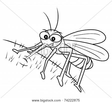 mosquito