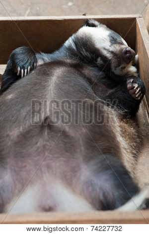 Funny sleeping young badger animal