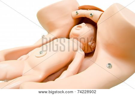 Training Model For Students Studying Medicine. Simulation Of Bir