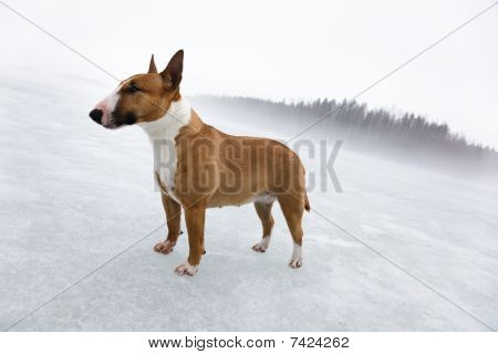 Bullterrier i isiga landskapet