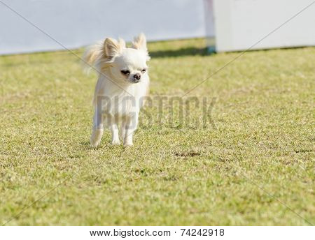 Chihuahua