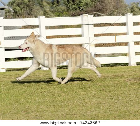 Siberian Husky