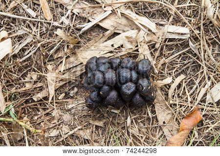Cow feces