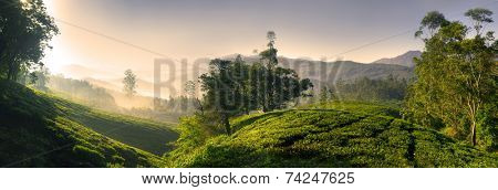 Panorama of beautiful tea plantation at sunrise. Kerela, India. 
