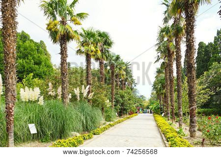 People On Palm Alley In Nikitsky Botanical Garden