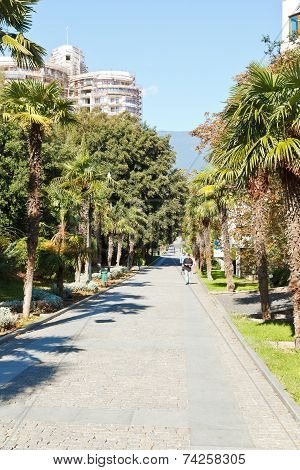 Palm Alley In Primorskiy Park Inyalta, Crimea