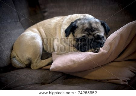 Sleeping Dog