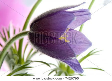 Pulsatilla