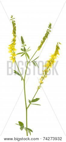 Melilotus Officinalis