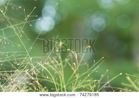 Grassy Seed Background