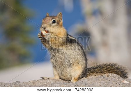 Chipmunk Eating