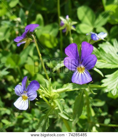 Heartsease