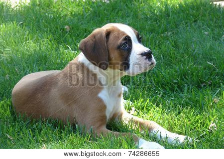Boxer Puppy