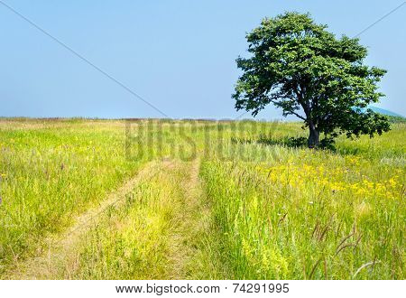 lonely tree on the road of russian isle Putyatin