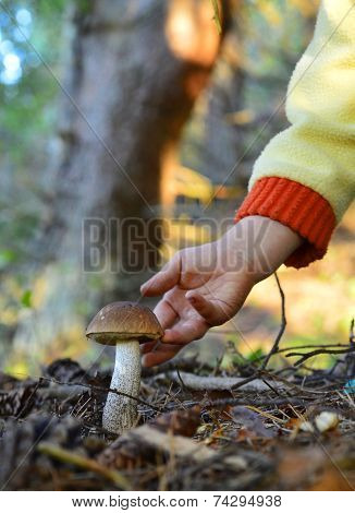 Little Hand  And Mushroom